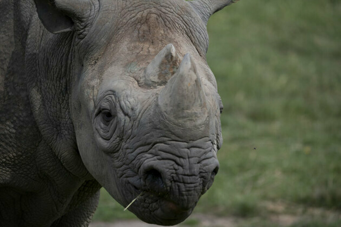 Kenya begins translocation of black rhinos to boost conservation