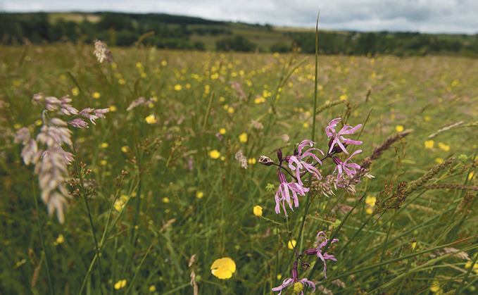 Defra's Top 6 Countryside Stewardship schemes