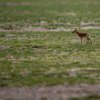 Update: China releases new grassland vegetation map of "roof of the world"