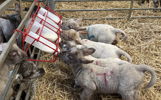  Top tips for successful weaning and managing of surplus lambs