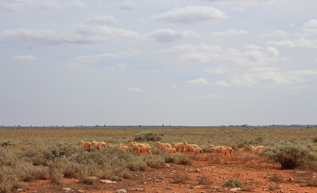 Australia's largest sheep station is expected to attract interest from local and international investors. 