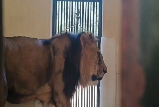 Rajasthan: Wildlife doctors successfully operate lion's eyes