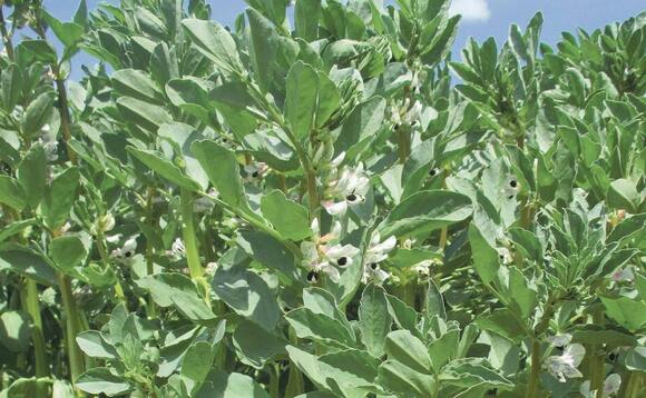 Sharing know-how to boost spring bean success
