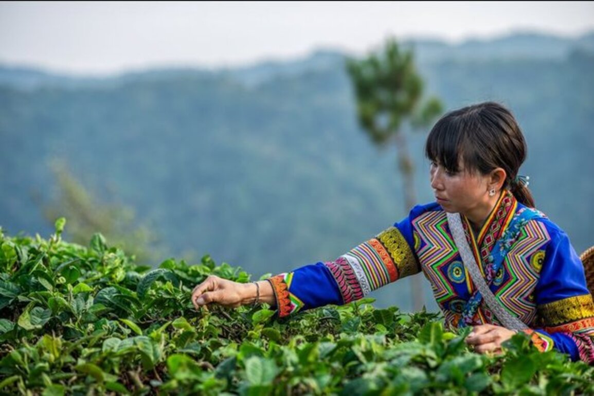 China's Yunnan to build processing parks for agricultural products