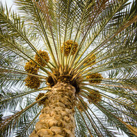 ADAFSA marks Arab Palm Day, reiterates commitment to sustainable agricultural sector