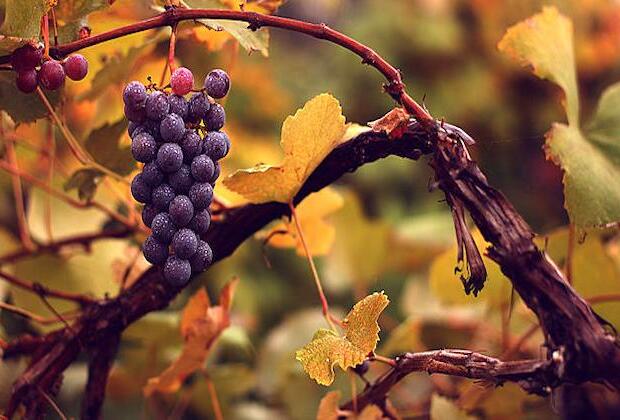 French winemakers face devastation after worst weather in 30 years