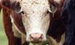 Japanese imports of US beef surge