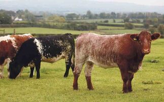 Gap between British and Irish cattle prices widens