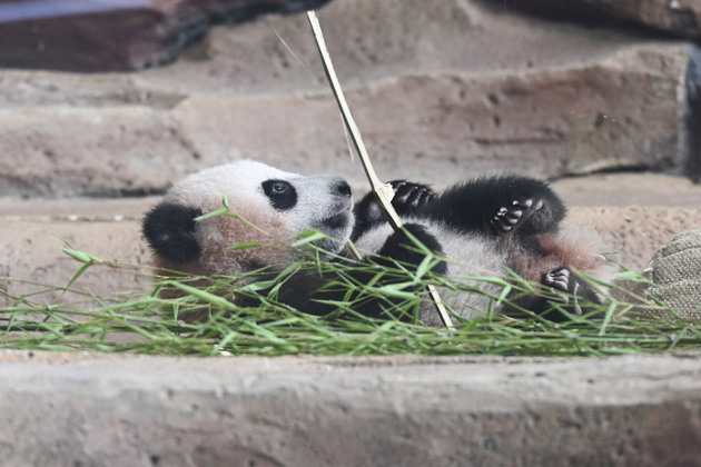 INDONESIA-BOGOR-GIANT PANDA CUB