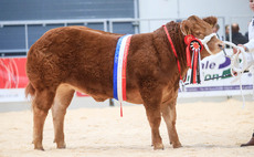 Sassy Girl crowned champion at Agri-Expo