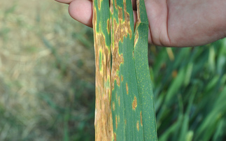 Growers warned to watch later cereal disease build-up