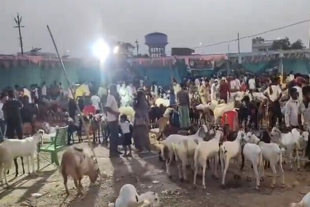 UP: Lucknow goat markets witness rush ahead of Eid-ul-Adha