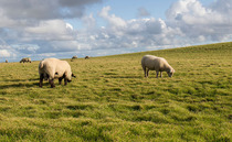 'I have had farmers on the phone in tears' - Call for help with fallen stock costs as bluetongue continues to spread