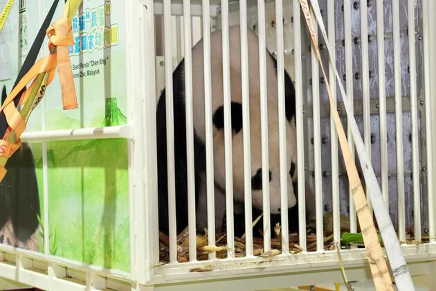 MALAYSIA-KUALA LUMPUR-CHINA-GIANT PANDAS-ARRIVAL