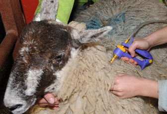 Bluetongue myths busted: The truth about vaccination, fertility and restrictions