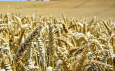 AHDB survey reveals milling and malting grain quality issues