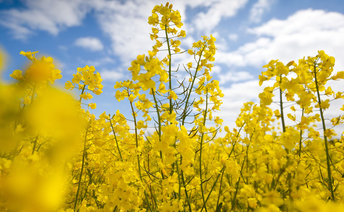 How to harness the benefits of winter OSR