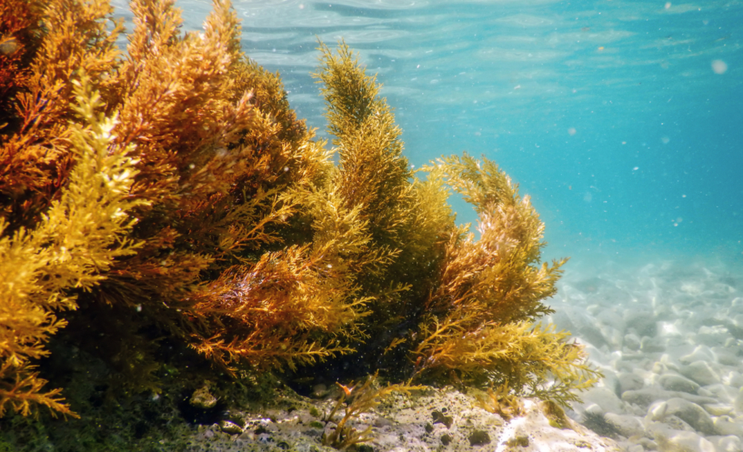Research has shown the ability for seaweed to contain a range of elements, including critical minerals and rare earths.