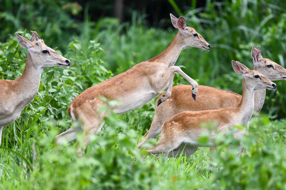 (HainanOutlook)CHINA-HAINAN-BAISHA-ELD'S DEER (CN)