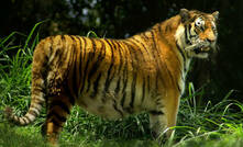 The project falls in the 'Tiger Corridor' between a tiger reserve and a wildlife sanctuary