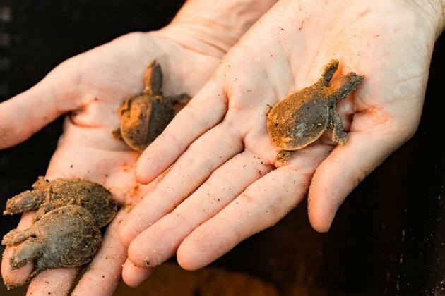Rescuing Endangered Turtles In Russia&#039;s Far East