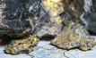 Northern Star is on the trail of what looks like an important new gold discovery at Jundee in Western Australia