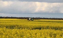 Canola production hits highs