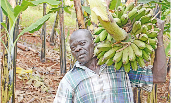 NAADS boosts food security NAADS boosts food security