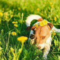 Pets get hay fever too - how to spot it and manage it