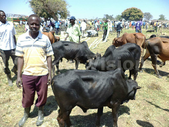  he markets owes its name for being originally a weekly cattle selling and buying place hoto by itus akembo