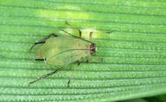 Biological control offers new hope in the fight against aphids