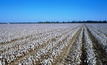 Carbon costs worry Cotton farmers