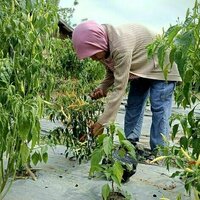 Kisah perempuan-perempuan Dayak melawan dampak tambang batu bara dengan kebun cabai