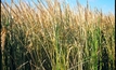 Rice crops back in business