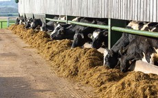 Cows could be fed methane suppressants from 2025