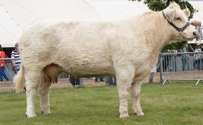 Charolais cow takes top spot at Edenbridge and Oxted show