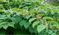 The dangers of Japanese Knotweed  
