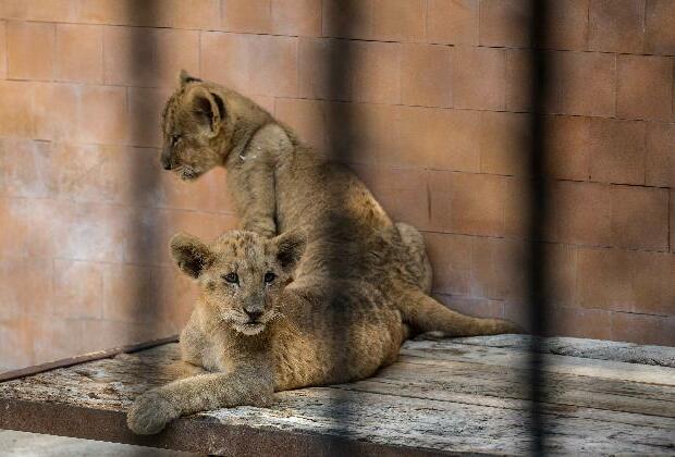 Animals seized from Virginia zoo will not be returned: Judge