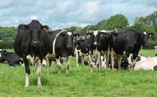 Partner Insight: Is Heat Stress in UK Dairy Cows About Health and Welfare Over Production?