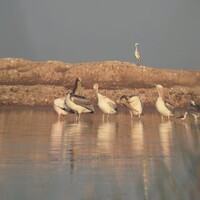 Chhari-Dhandh Bird Sanctuary added to Ramsar List, Gujarat's total reaches five
