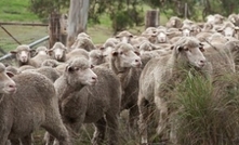 Wool market webinar to answer key questions