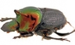 Dung beetle survey in bid to curb flies