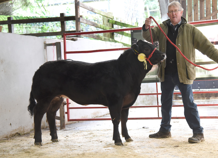 Heifer from Messrs Walker which sold for £4,200