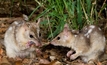 Northern quolls set to undergo cane toad resistance training