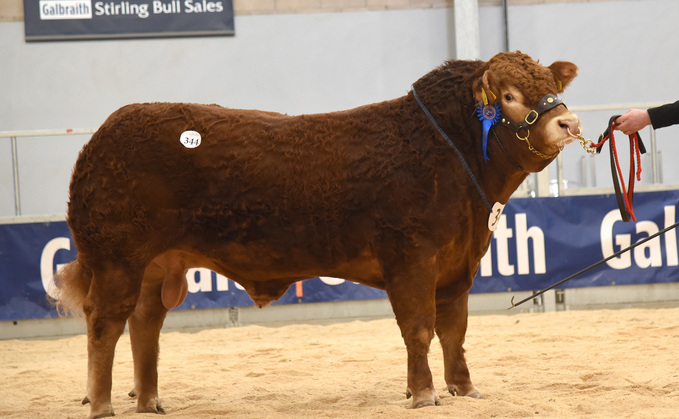 Anside Typhoon from the Irvine family, Drummuir, which sold for a top price of 17,000gns.