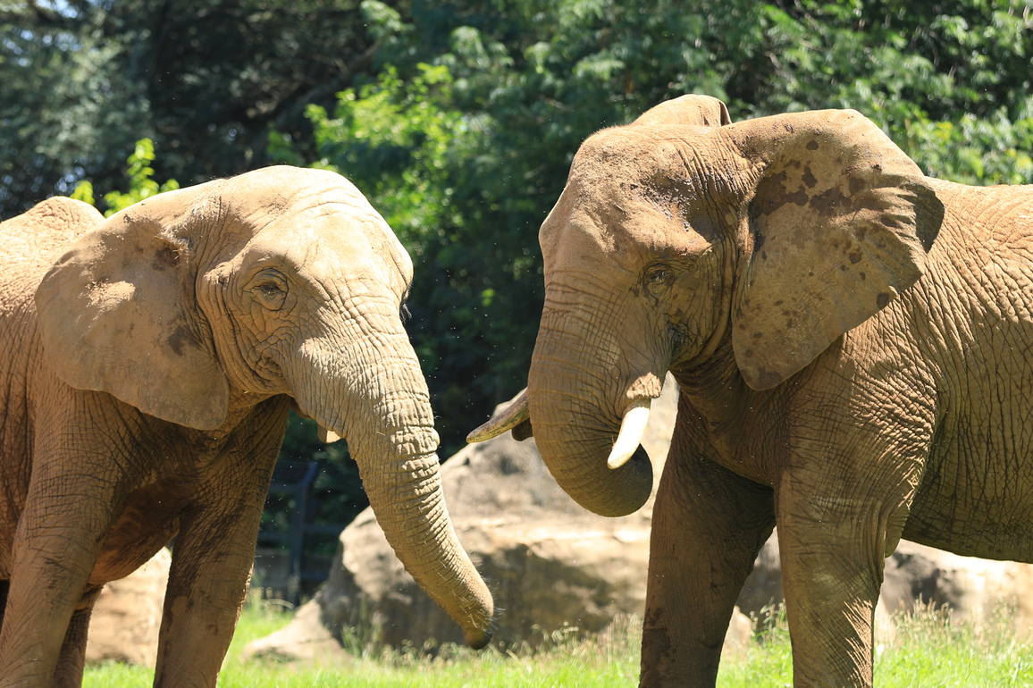 SOUTH AFRICA-JOHANNESBURG-ZOO-ANIMALS