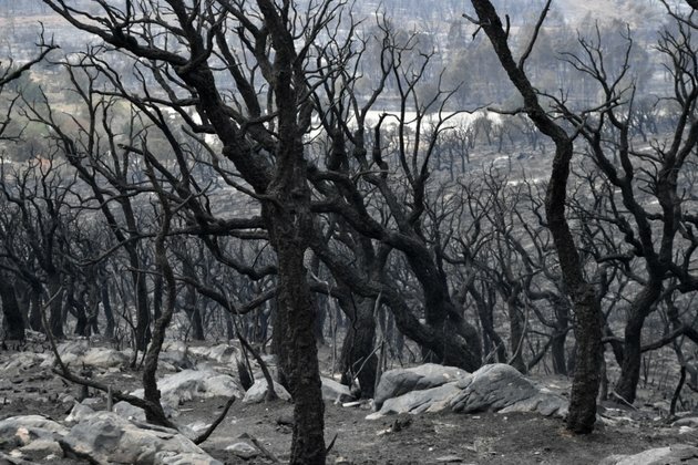 Algeria Forest Fires Kill at Least 37