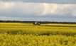 Canola yield defies heavy grazing