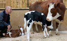 Calf Health - Vaccination works to stimulate colostrum