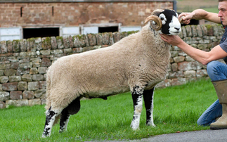 Pure Gold tops Swaledale rams at Hawes at £60,000